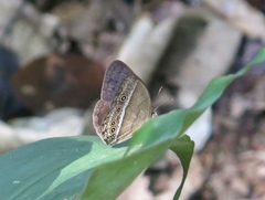Mycalesis orseis