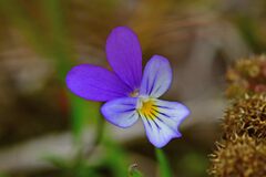Viola tricolor curtisii