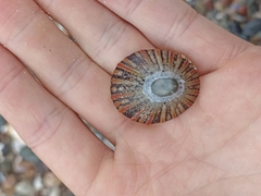 Cellana tramoserica