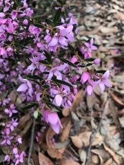Boronia ledifolia