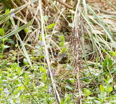 Acanthorhynchus tenuirostris