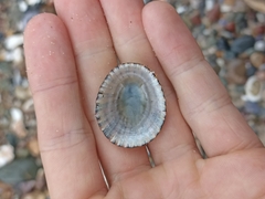 Cellana tramoserica