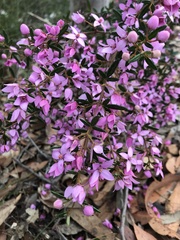 Boronia ledifolia