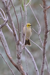 Ptilotula penicillata