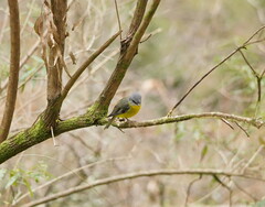 Eopsaltria australis