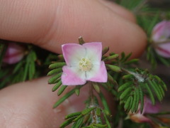 Boronia albiflora