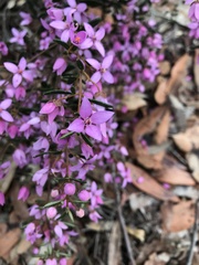 Boronia ledifolia