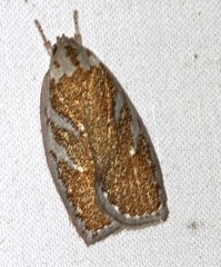 Euchaetis rhizobola
