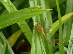 Neurothemis fluctuans