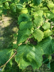 Corylus
