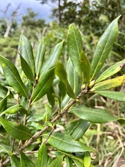 Quercus sessilifolia