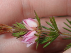 Boronia albiflora