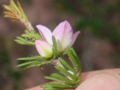 Boronia albiflora