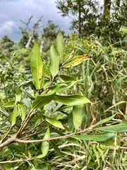Quercus sessilifolia