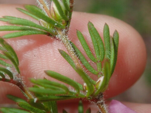 Image of Boronia Albiflora (Boronia albiflora) by (c) Thomas Mesaglio, some rights reserved (CC BY)