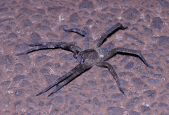 Phoneutria nigriventer