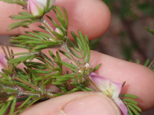 Image of Boronia Albiflora (Boronia albiflora) by (c) Thomas Mesaglio, some rights reserved (CC BY)