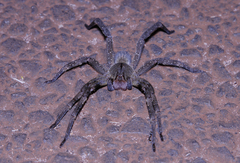 Phoneutria nigriventer