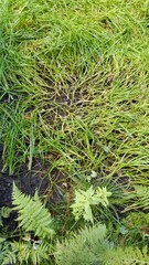 Sparganium glomeratum