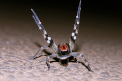 Phoneutria nigriventer