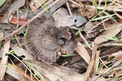 Phellodon niger
