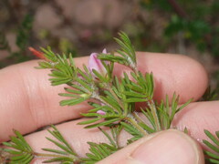 Boronia albiflora