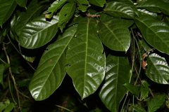 Sterculia pexa