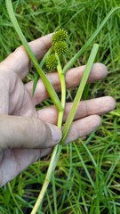 Sparganium glomeratum