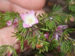 Boronia albiflora