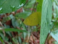 Eurema hecabe