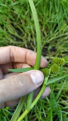 Sparganium glomeratum