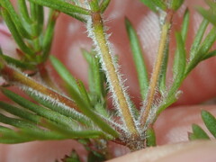 Boronia albiflora