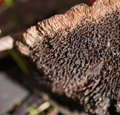 Phellodon niger