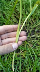 Sparganium glomeratum