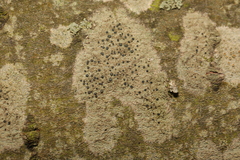 Lecidella elaeochroma
