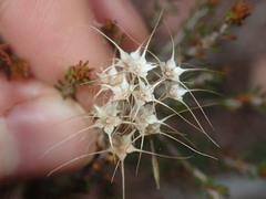 Calytrix