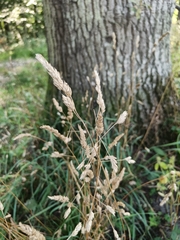 Phalaris arundinacea