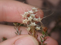 Calytrix
