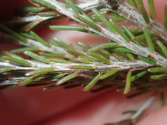Calytrix