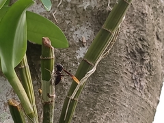 Polistes sagittarius