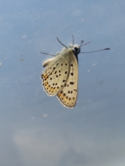 Lycaena tityrus