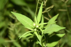 Eclipta prostrata