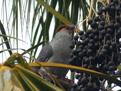 Lopholaimus antarcticus