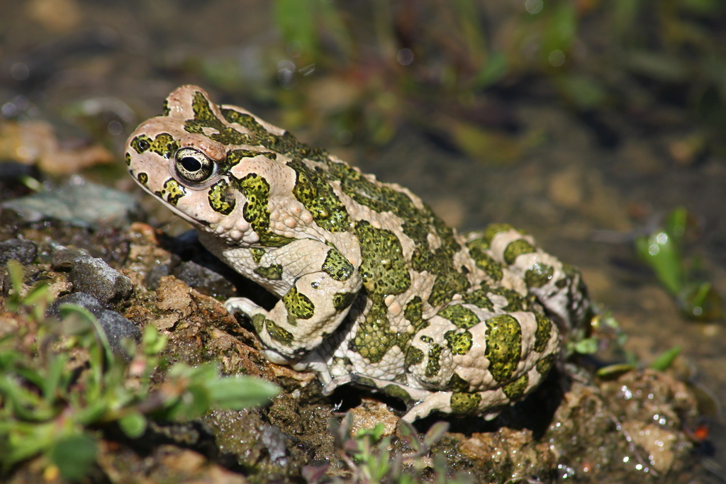 Cyprian Green Toad (Bufotes cypriensis)