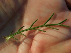Ursinia paleacea