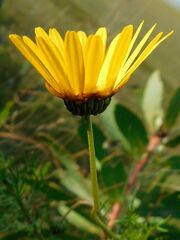 Ursinia paleacea