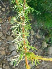 Ursinia paleacea