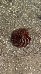 Coscinasterias muricata