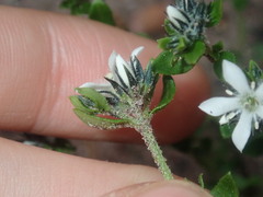 Orianthera serpyllifolia