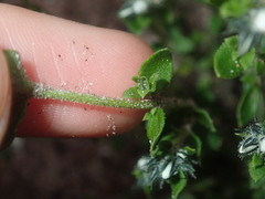 Orianthera serpyllifolia